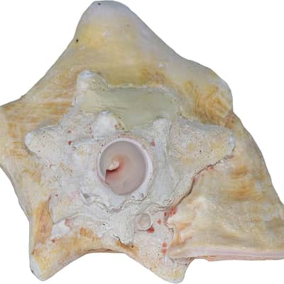 Authentic Caribbean Conch Shell Horn Ocean Trumpet 10+ Inches BIG - Nova Sound image 6