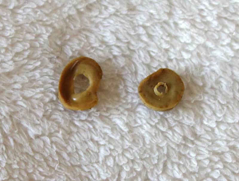 RARE Vintage 1960s Gibson Decomposing Rubber Spacer/Washers for Melody Maker PUP Height Adjustment!! image 1