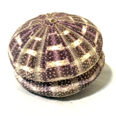 Sea Urchin Shaker- Colossal sized image 11
