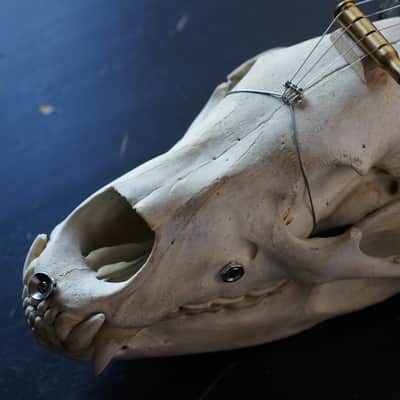 4 string cigarbox style bear skull guitar Spirit image 2