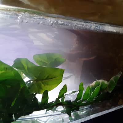 HEMPOPOTAMUS FISH TANK SPEAKER KEVLAR WOOFERS WITH RUBBER SURROUND WITH GRAVEL PUMP AND BUBBLER 1 image 5