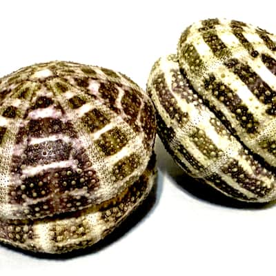 Sea Urchin Shaker- set of 2 image 8