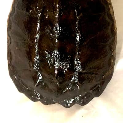 4 string Turtle shell slide guitar image 2