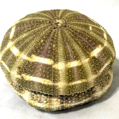 Sea Urchin Shaker- Large image 6