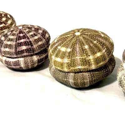 Sea Urchin Shaker- set of 2 image 10