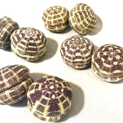 Sea Urchin Shakers set of 2 image 5