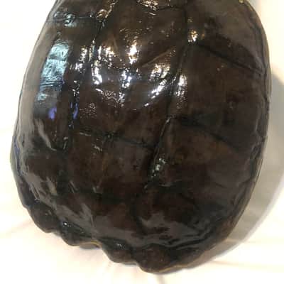 Turtle Shell Electric Guitar image 5