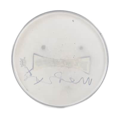 14" Pigface Drum Head Owned by Martin Atkins image 4