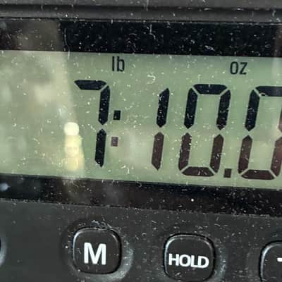 Charvel Pro-Mod So-Cal 2 24 HH HT CM, Caramelized Neck, Robin's Egg Blue 7.10LBS image 9