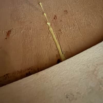Raul-Bauer Brazilian Timbau Early-90s image 9