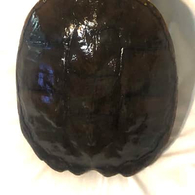 Turtle Shell Electric Guitar image 12