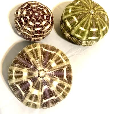 Sea Urchin Shaker- set of 2 image 4