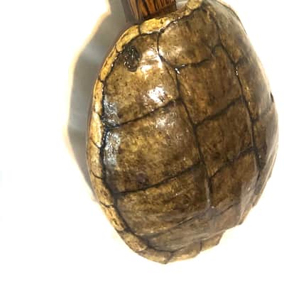 Turtle Shell Tenor Ukulele image 9