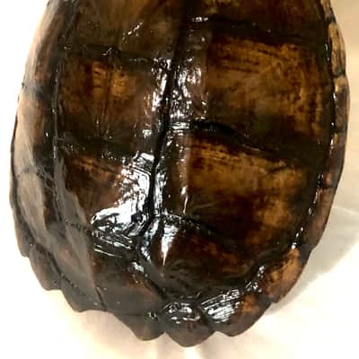 3 string Turtle shell slide guitar image 7