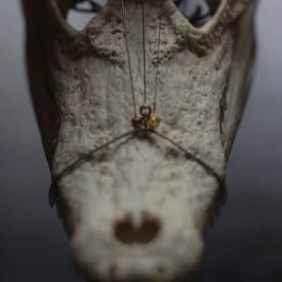 Cigarbox guitar 3 string crocodile skull guitar image 7