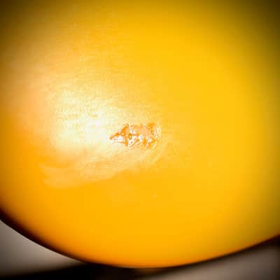 Fender Stratocaster International Colour Monaco Yellow 1981 image 14