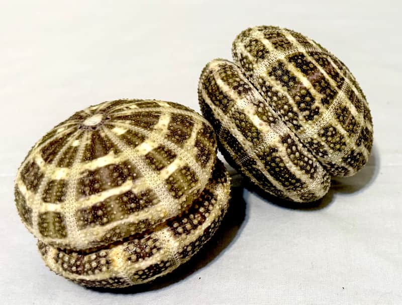 Sea Urchin Shaker- set of 2 image 1