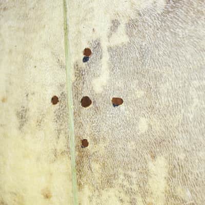 Albanian Lahuta, Lahute instrument (gusle) image 2