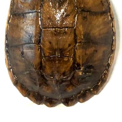 Turtle Shell acoustic/electric dulcimer guitar image 3