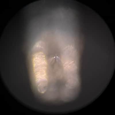 Denon DL-311LC MC Phono Cartridge with Audio-Technica Technihard AT-LH15/0CC Headshell image 10