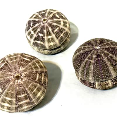 Sea Urchin Shaker- set of 2 image 9