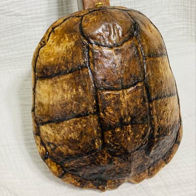 Turtle shell tenor banjo image 10