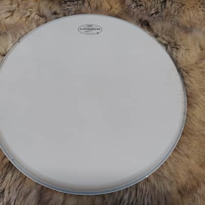 Canopus Zelkova HS-1480 2023 Hard To Get 14 x 8 Snare Drum: Excellent Condition image 7