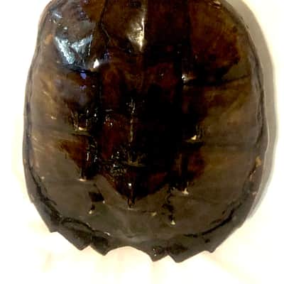 Turtle Shell Tenor Ukulele image 2