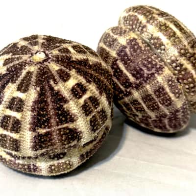 Sea Urchin Shakers set of 2 image 3