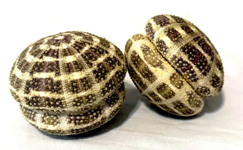Sea Urchin Shaker- Colossal sized image 1