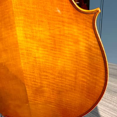 Student Cello: 1/2 Cello - Segue Concertino Plus 2016 - Oil varnish image 14