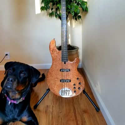 LAKLAND BASS - custom USA made 4 string, 35" scale, amazing A+++ burl maple top image 12