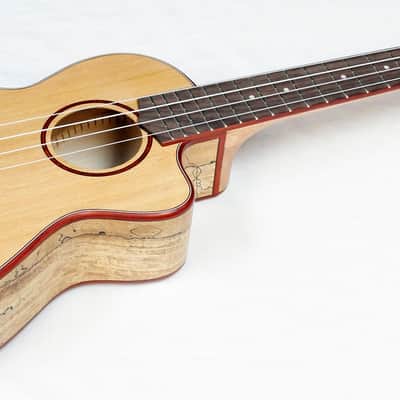 Cordoba 24T-CE Tenor Single Cutaway Acoustic-Electric Ukulele Cedar/Maple #32759 image 2
