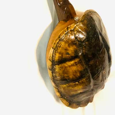 Turtle Shell 4 string electric tenor guitar image 13