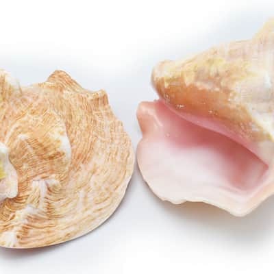 Authentic Caribbean Conch Shell Horn Ocean Trumpet 10+ Inches BIG - Nova Sound image 5