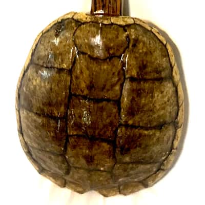 Turtle Shell Tenor Ukulele image 2
