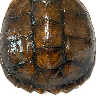 Turtle Shell Concert Ukulele image 6