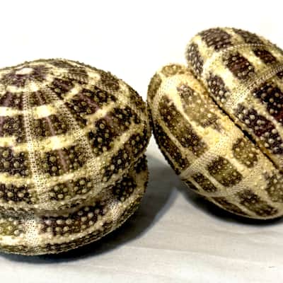 Sea Urchin Shaker- Large image 11