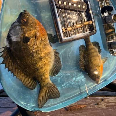 Bluegill Resin Buckeye Burl River Epoxy Telecaster image 4
