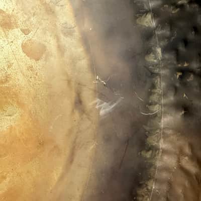 Paiste 24" Symphonic Gong image 8