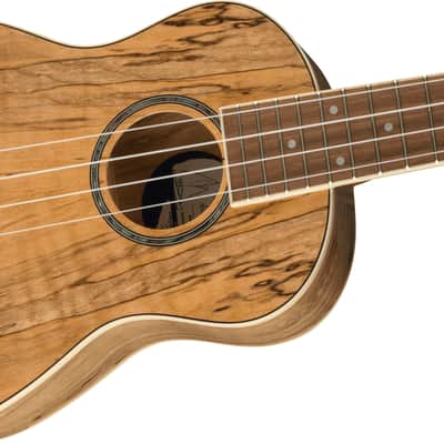 Fender Zuma Exotic Concert Ukulele, Walnut Fingerboard, Spalted Maple Bild 4