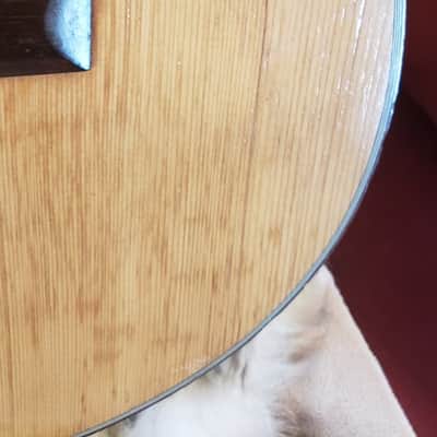 Raffael Calace & Figlio Classical Guitar-Luthier-Made, Naples, Italy 1960 image 5