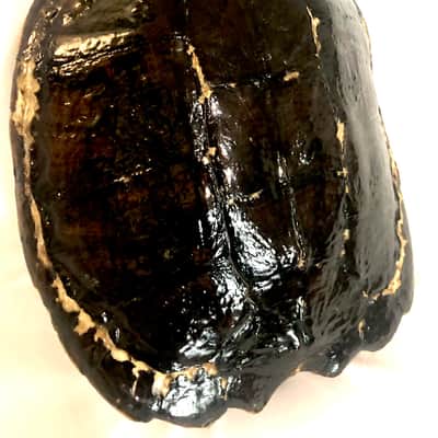 4 string Turtle shell slide guitar image 6