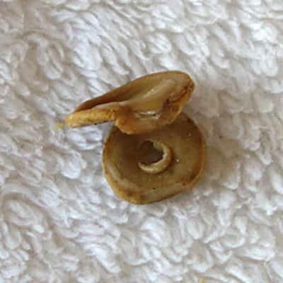 RARE Vintage 1960s Gibson Decomposing Rubber Spacer/Washers for Melody Maker PUP Height Adjustment!! image 3
