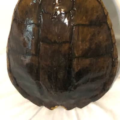 Turtle Shell Electric Guitar image 11