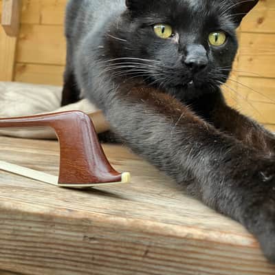 Double Bass French Bow - Erich Steiner - Fully Refurbed - New Hair - Excellent image 8