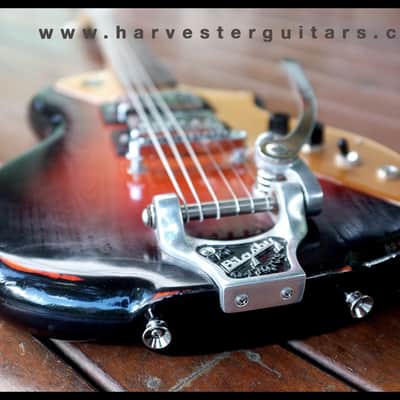 Harvester Lupine 2017 Shortscale image 4
