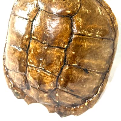 Turtle Shell Tenor Ukulele image 2