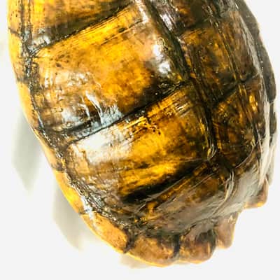 Turtle Shell 4 string electric tenor guitar image 12
