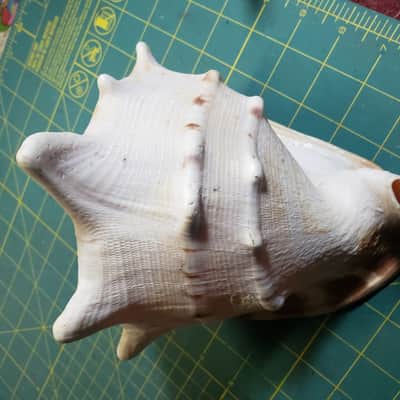 Handmade Conch Shell #1 Horn w/Sugru Mouthpiece Rim Made By James's Vintage Workshop! image 4